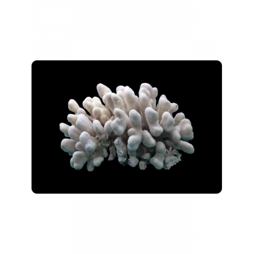 Коралл Elkhorn-Pacific 